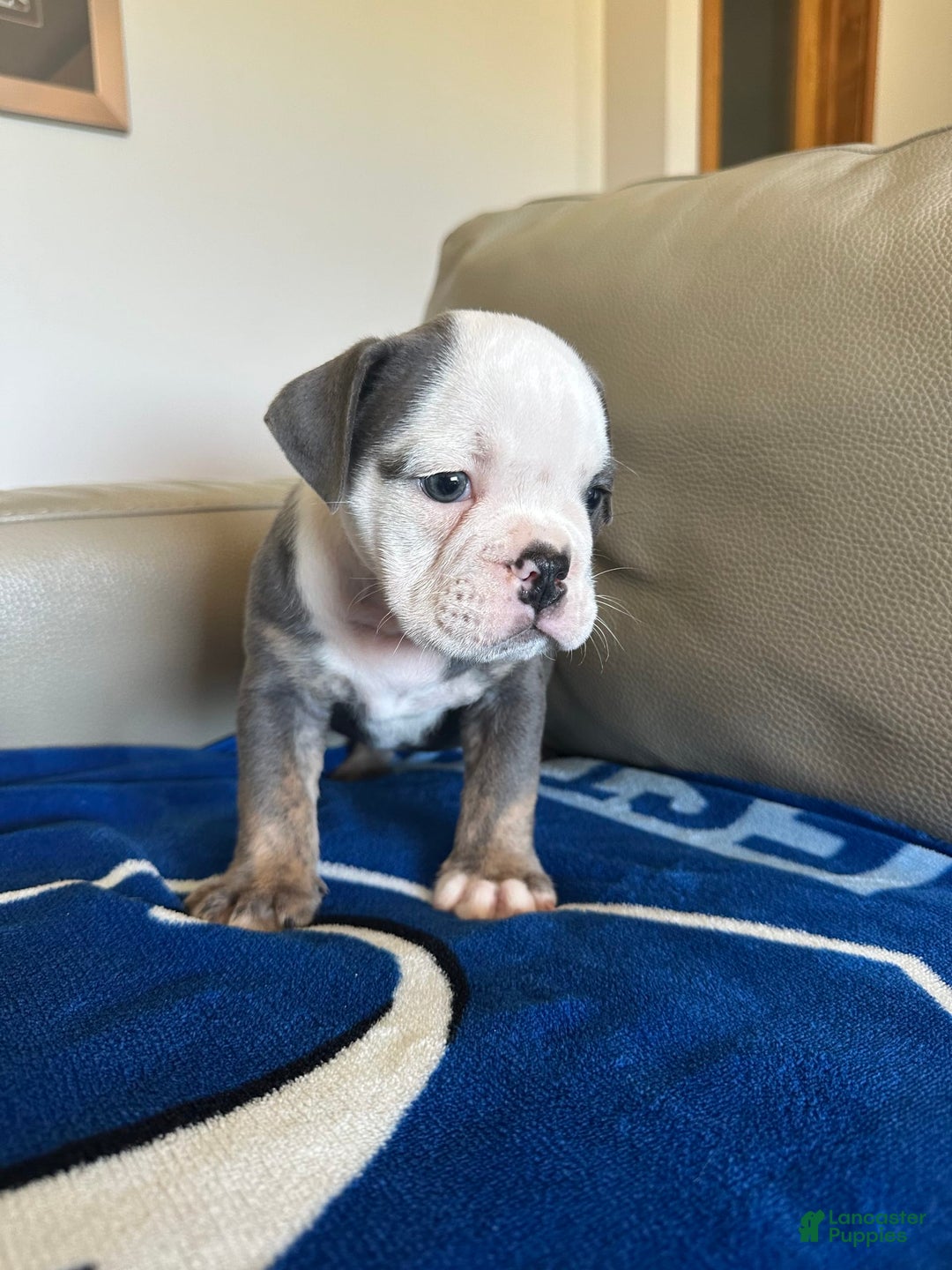English Bulldog dogs for sale: Jax - Image 2