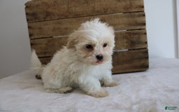 Teddy Bear dogs for sale: Karly - Image 10