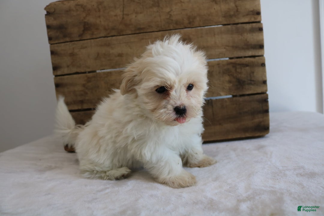 Teddy Bear dogs for sale: Karly - Image 10