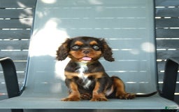 Cavalier King Charles Spaniel dogs for sale: Wiskey - Image 6