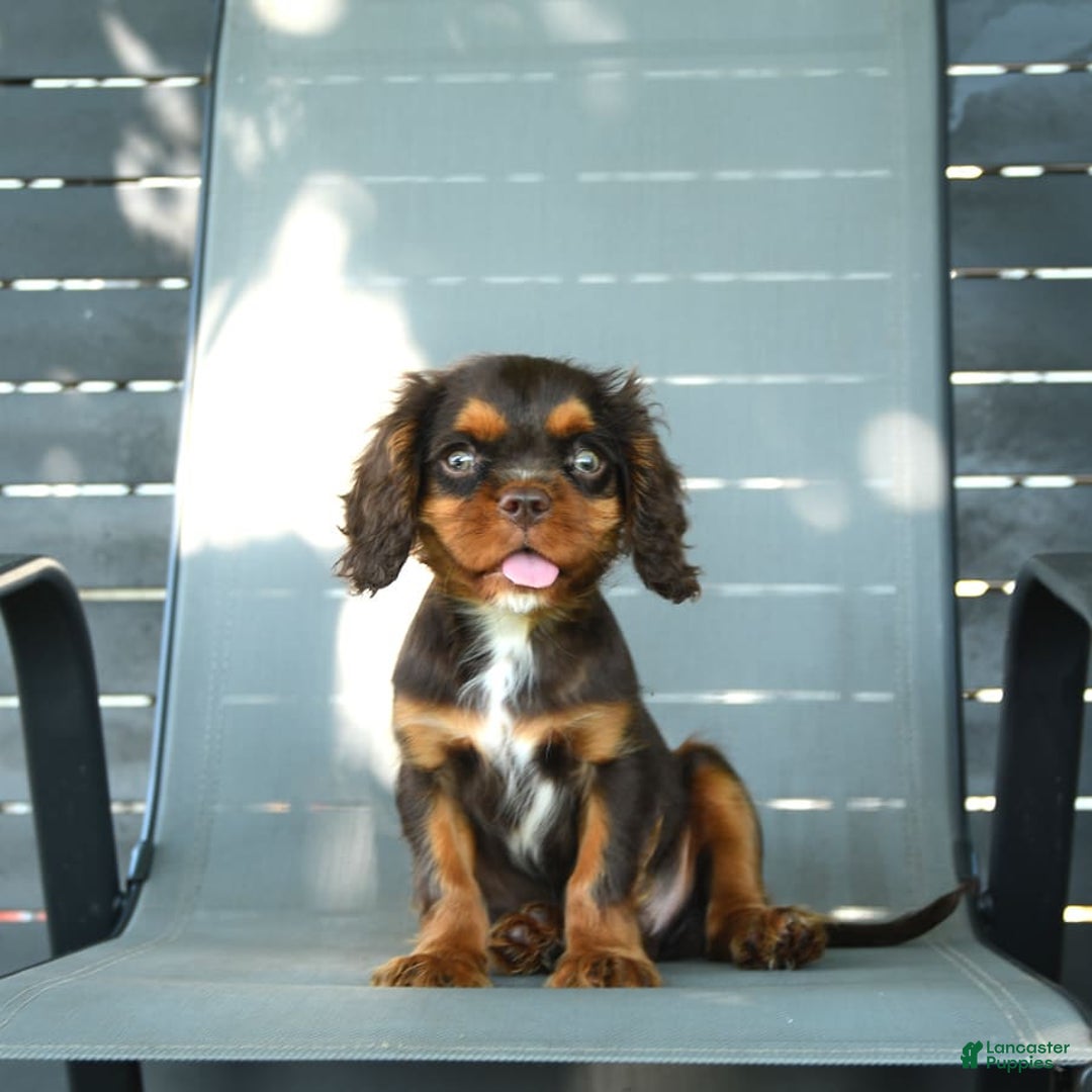 Cavalier King Charles Spaniel dogs for sale: Wiskey - Image 6