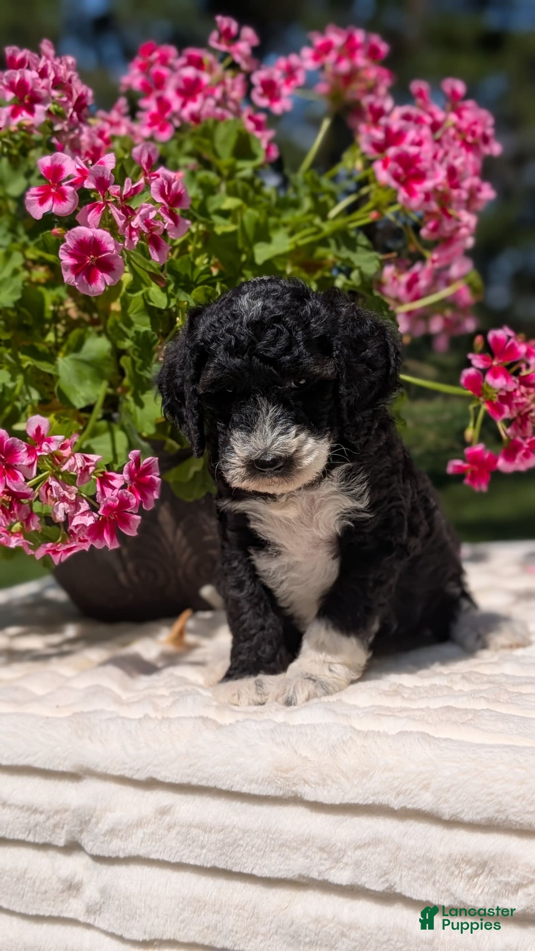 Mini Bernedoodle dogs for sale: Sienna - Image 5