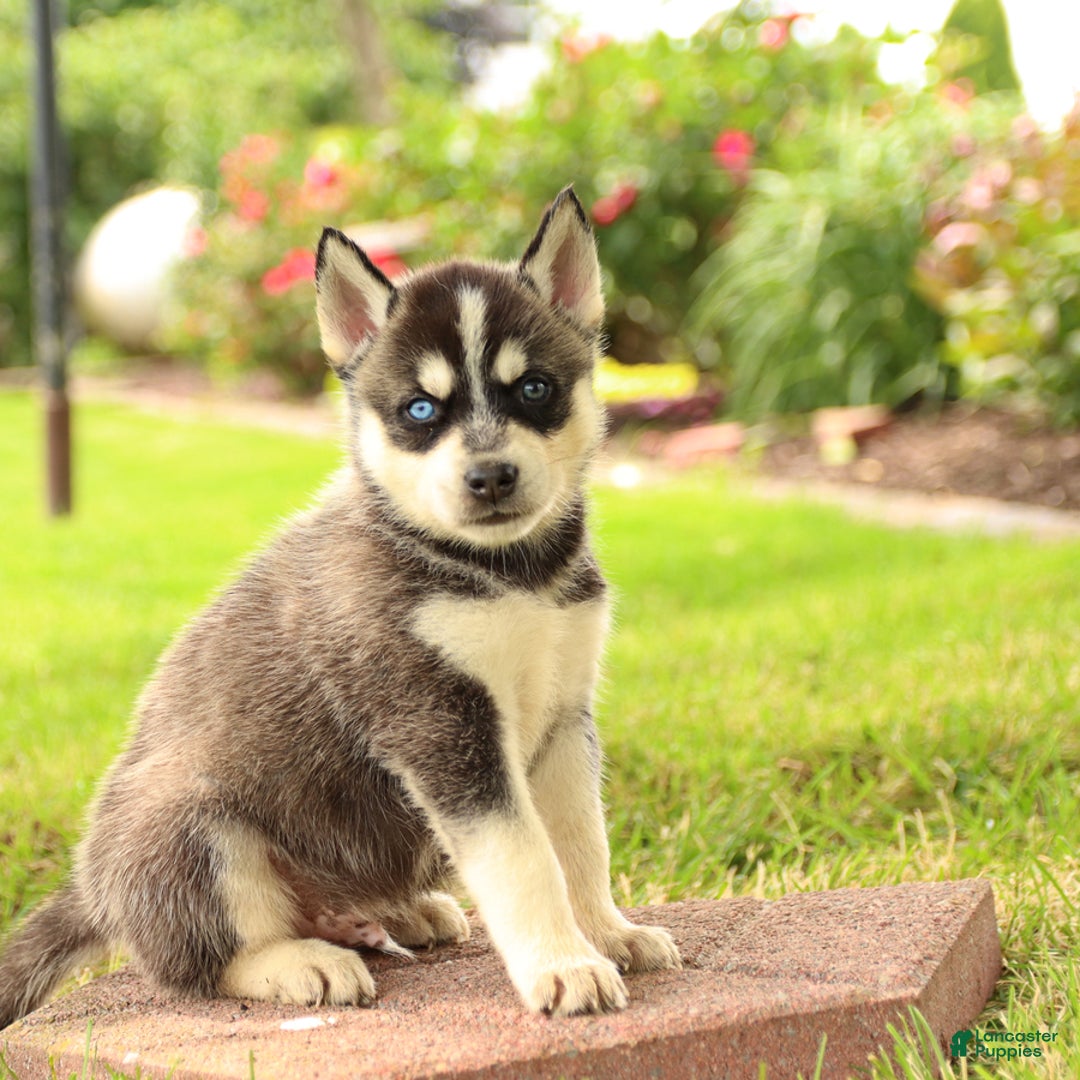 Gerberian Shepsky dogs for sale: Tripp - Image 3