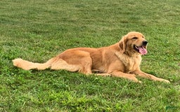Golden Retriever dogs for sale: Pumpkin - Image 14