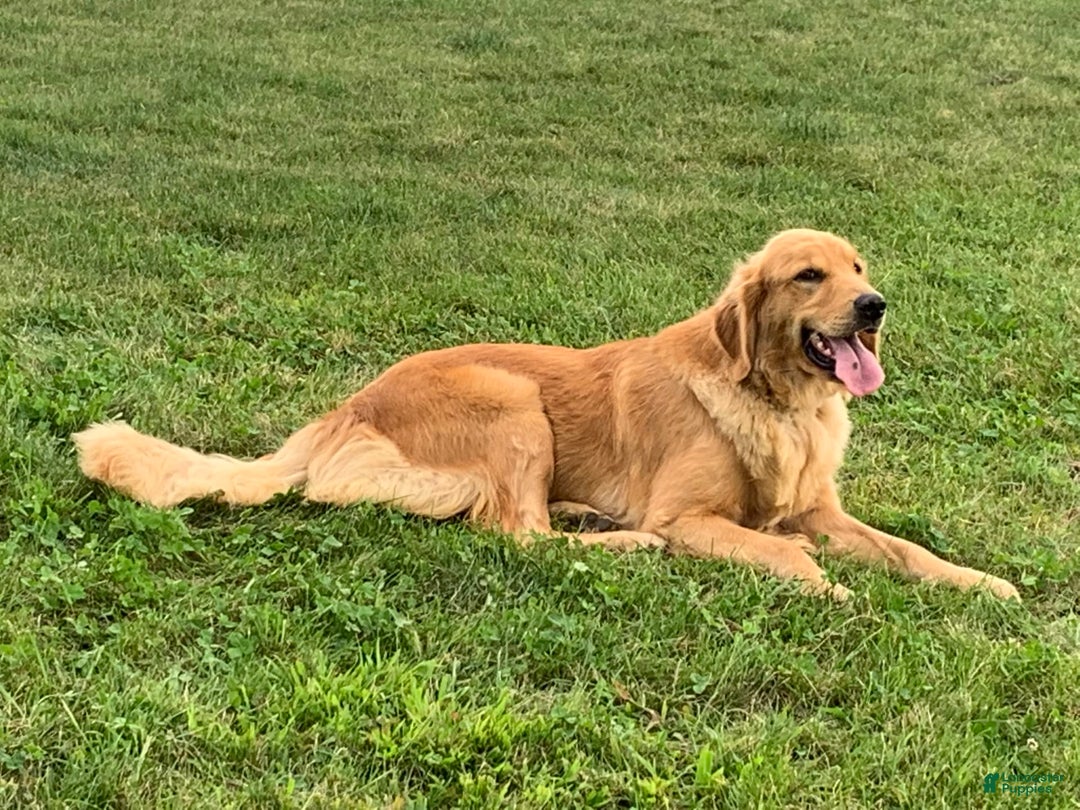 Golden Retriever dogs for sale: Pumpkin - Image 14
