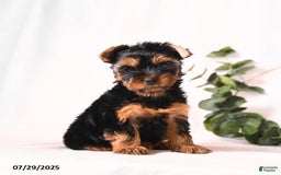 Yorkshire Terrier dogs for sale: Zara - Image 5
