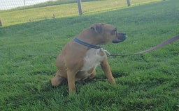 Boxer dogs for sale: Bruno - Image 6