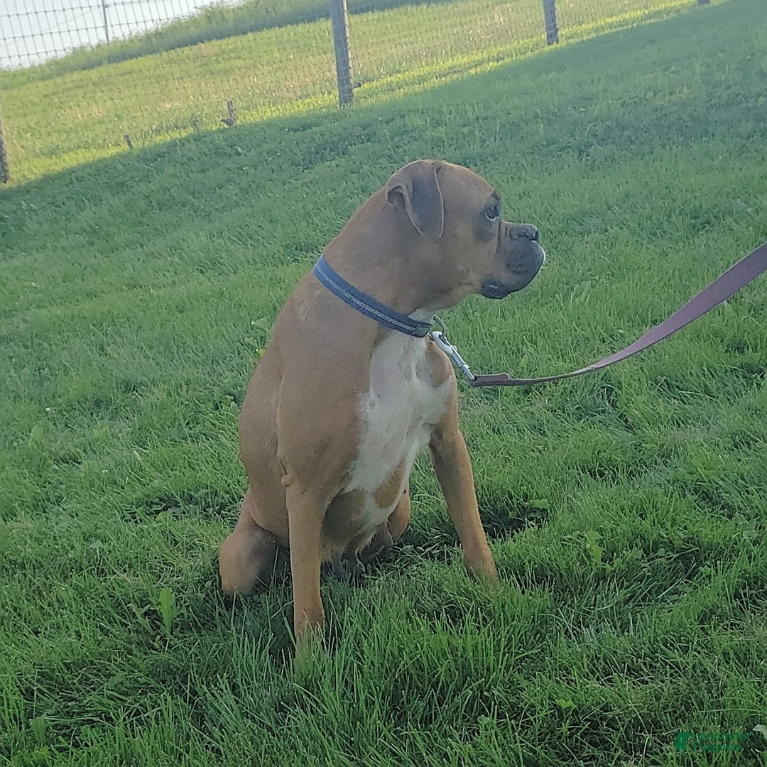 Boxer dogs for sale: Bruno - Image 6