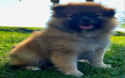 Pomeranian dogs for sale: Finley - Image 8