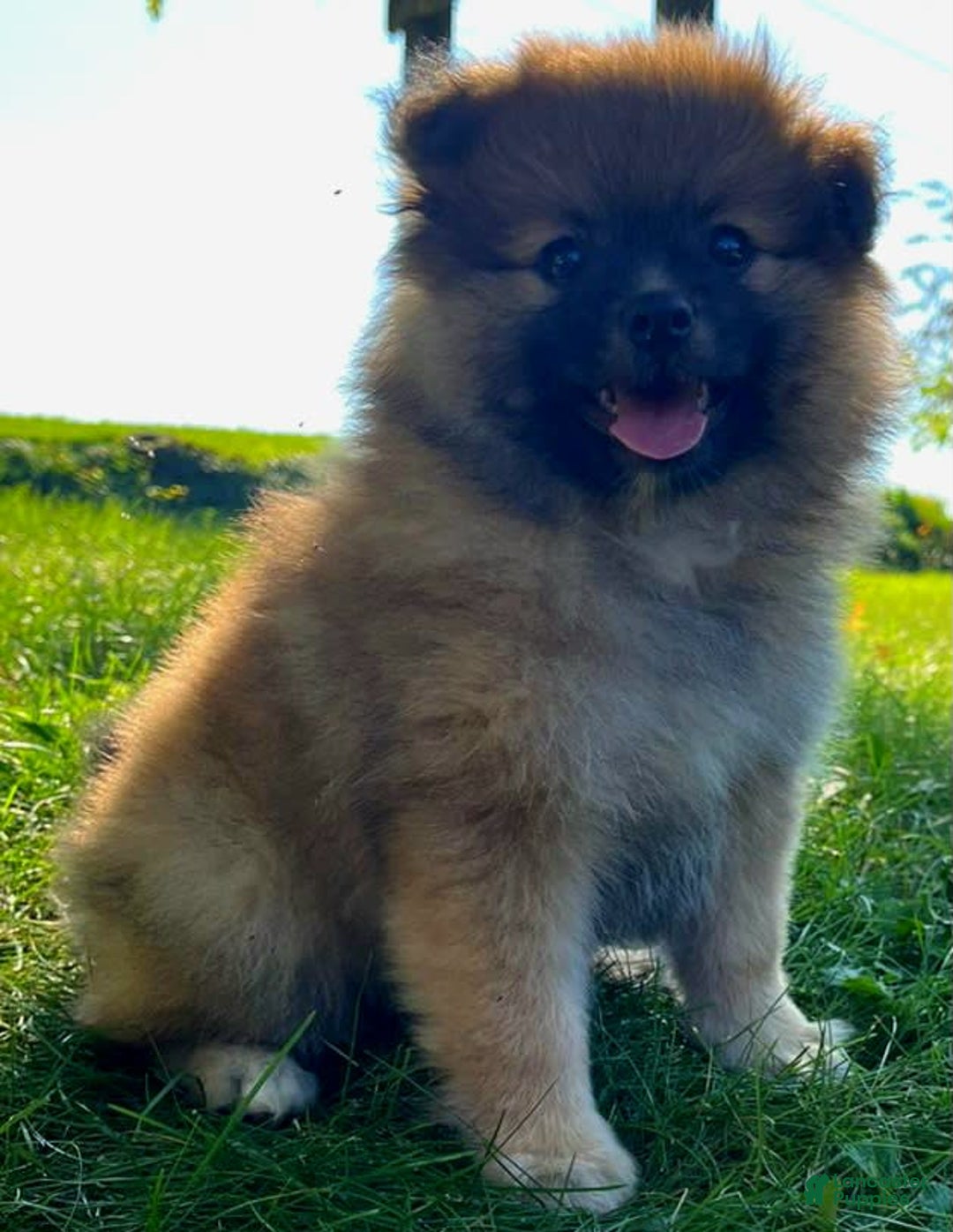Pomeranian dogs for sale: Finley - Image 8