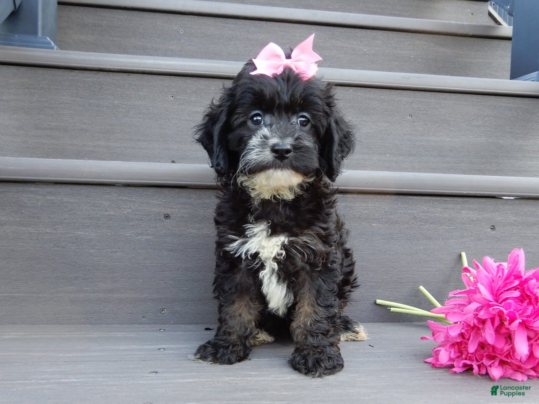 Cockapoo dogs for sale: Dolly - Image 5