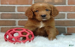 Goldendoodle dogs for sale: River - Image 15