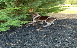 German Shorthaired Pointer dogs for sale: Kyler - Image 1