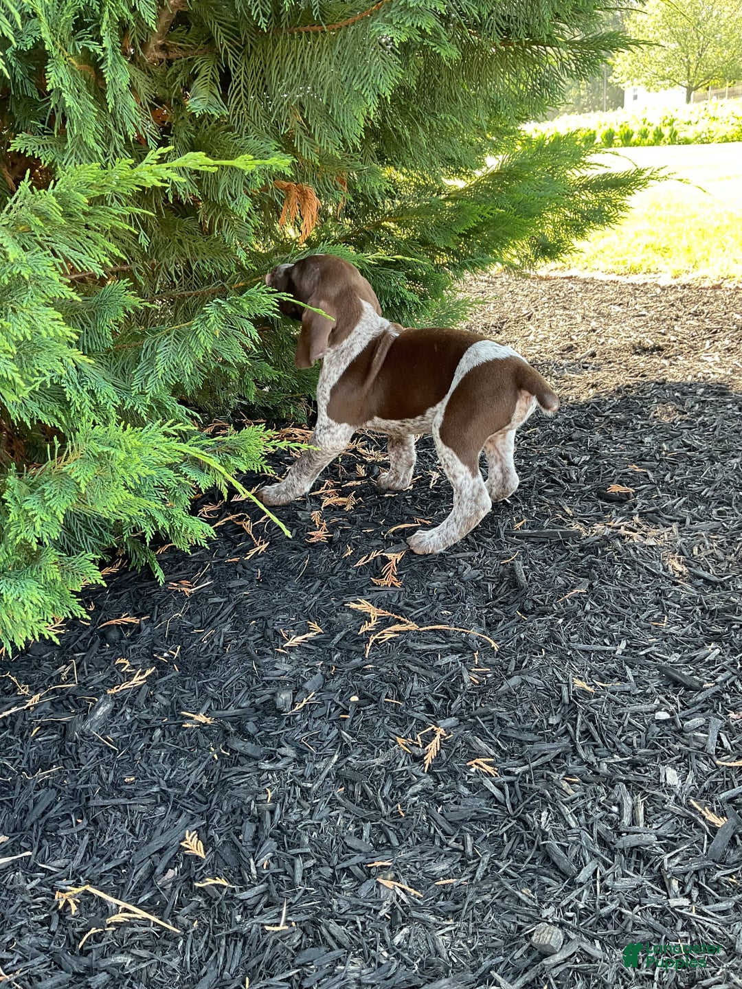 German Shorthaired Pointer dogs for sale: Kyler - Image 1