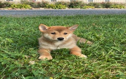 Shiba Inu dogs for sale: Iggy - Image 1