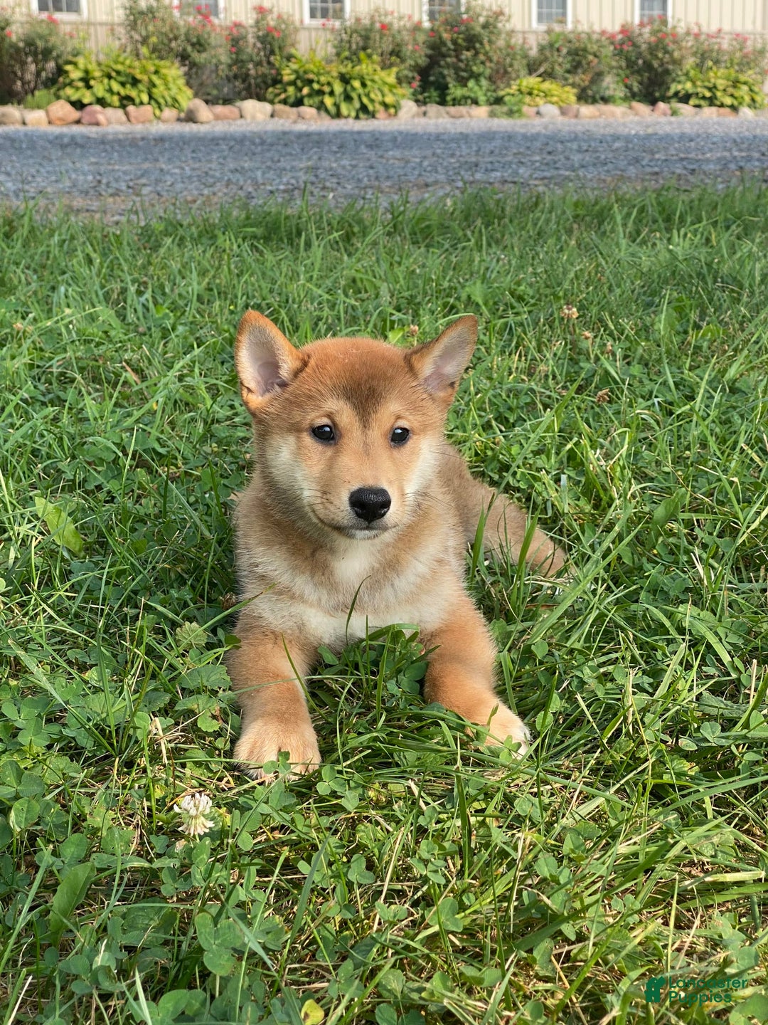 Shiba Inu dogs for sale: Iggy - Image 1