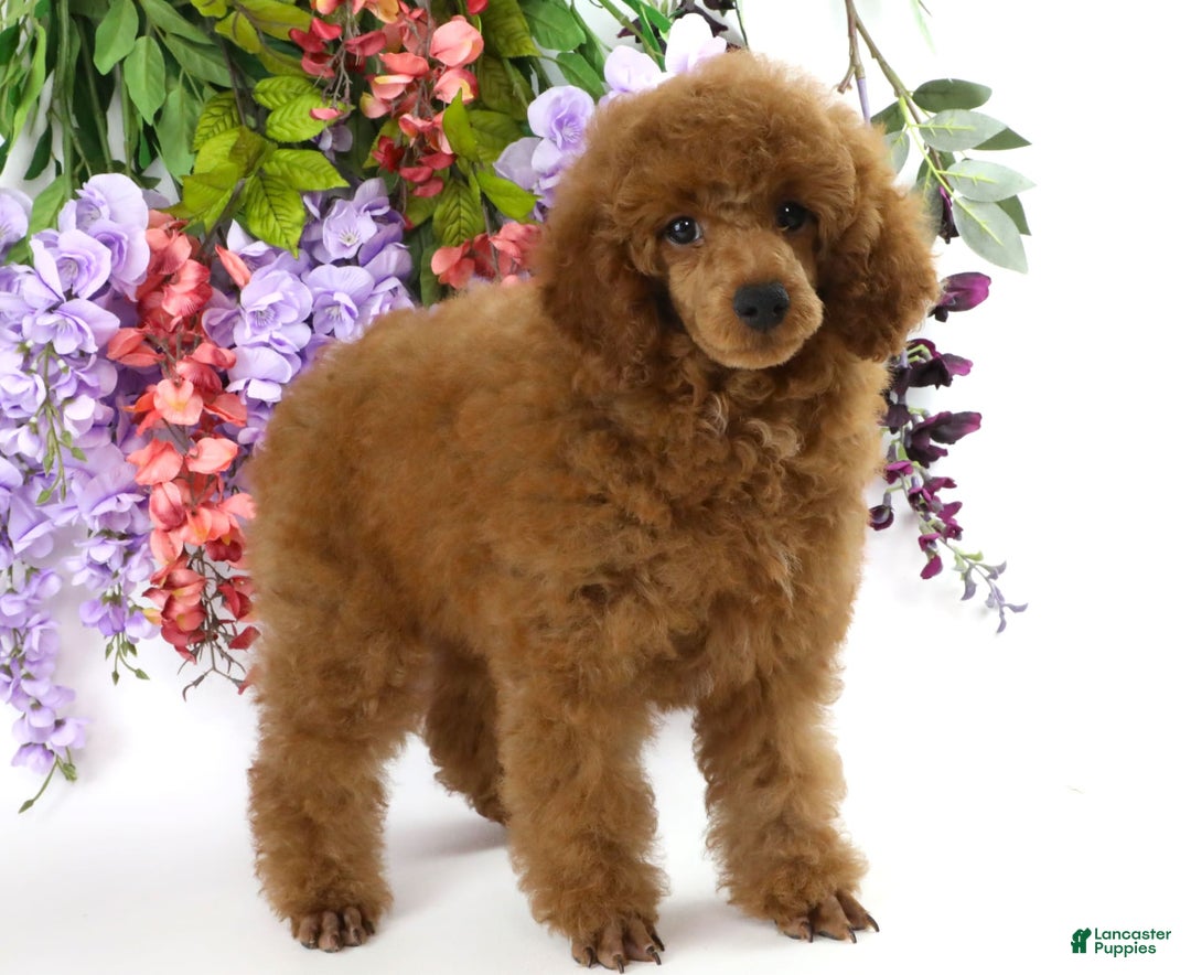 Miniature Poodle dogs for sale: Chase - Image 15