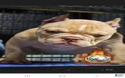 American Bully dogs for sale: Macho - Image 1