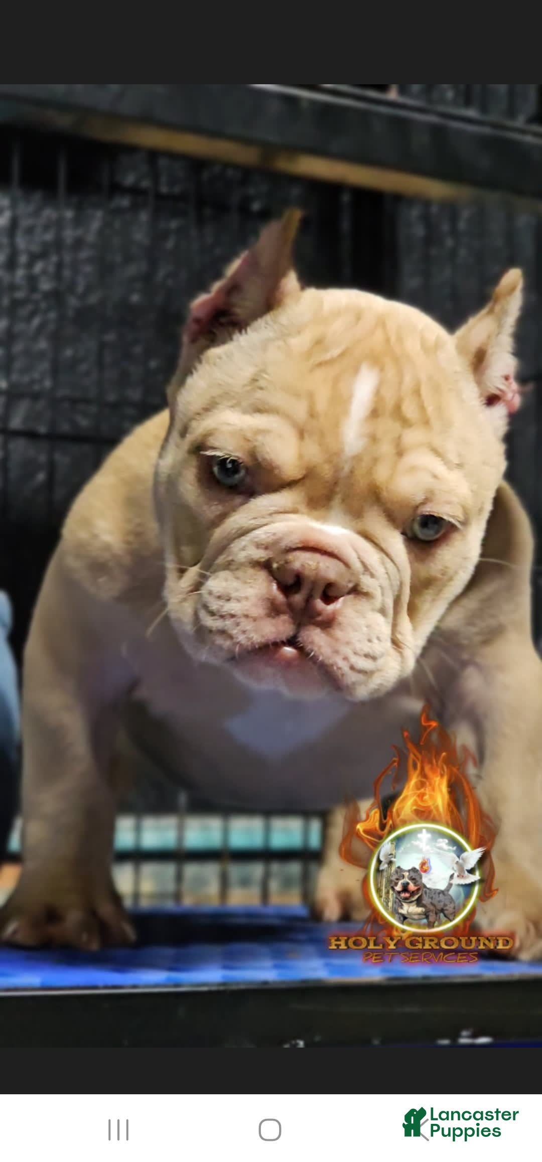 American Bully dogs for sale: Macho - Image 1