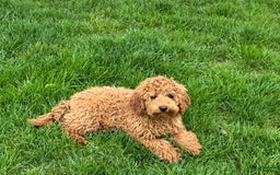 Cockapoo dogs for sale: Terry - Image 5