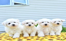 Bichon Frise dogs for sale: Vester - Image 5