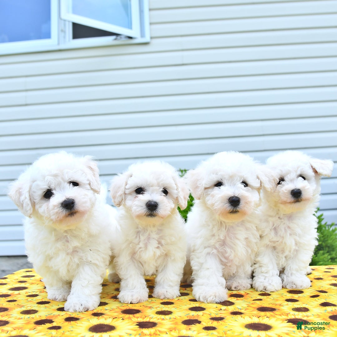 Bichon Frise dogs for sale: Vester - Image 5