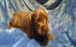 Miniature Schnauzer dogs for sale: Boy2 - Image 14