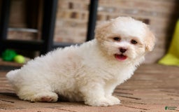 Shihpoo dogs for sale: Lola - Image 4