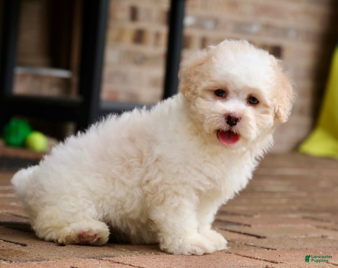 Shihpoo dogs for sale: Lola - Image 4