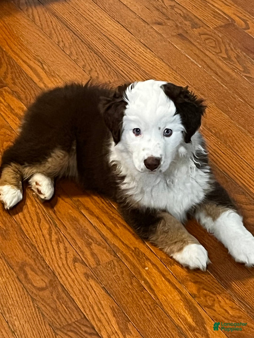 Australian Shepherd dogs for sale: Charli - Image 1