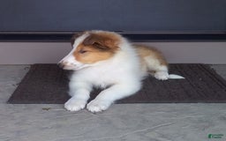 Collie dogs for sale: Bandit - Image 10