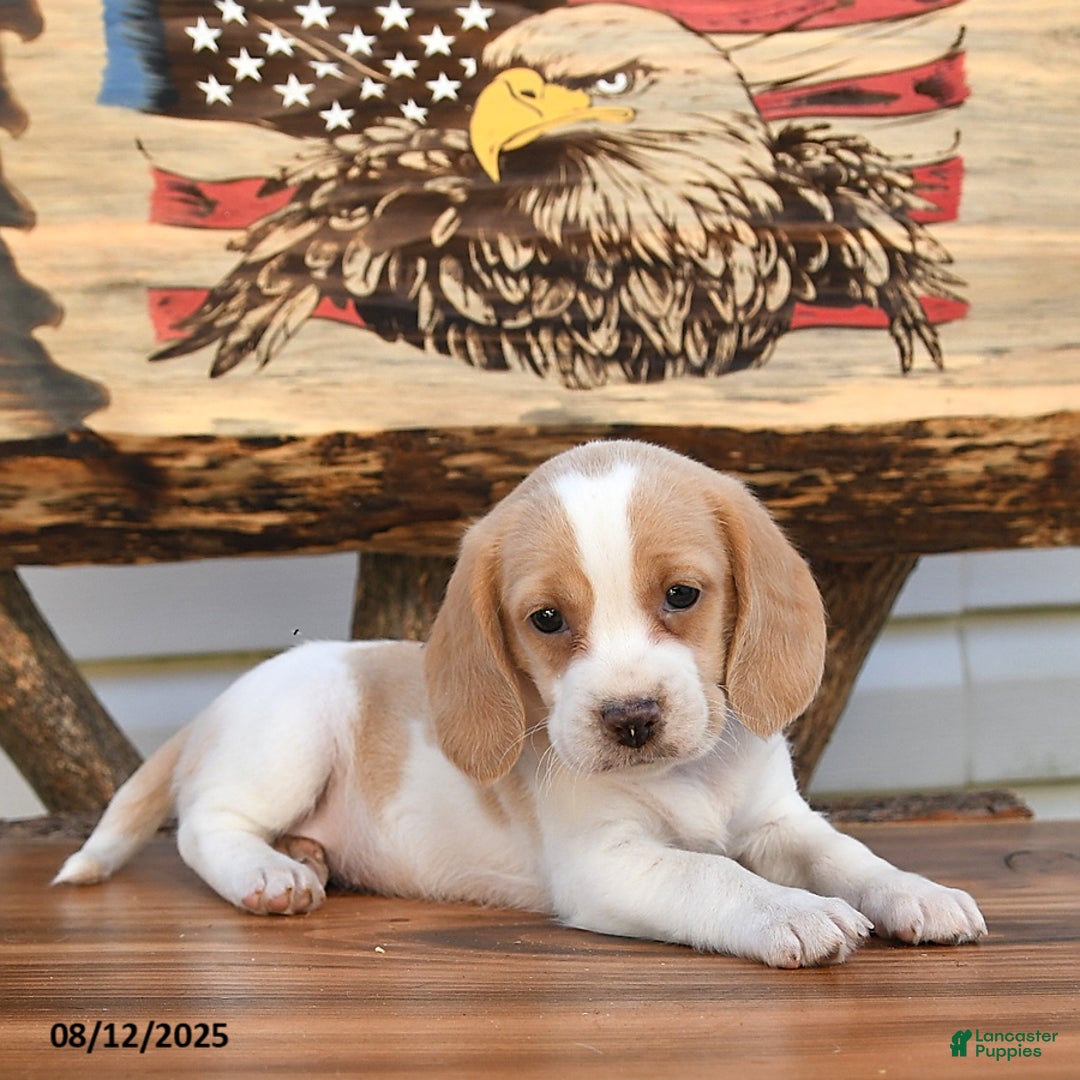 Beagle dogs for sale: Betzy - Image 2