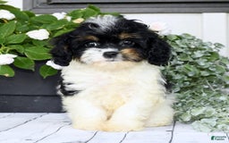 Cavapoo dogs for sale: Brittany - Image 6