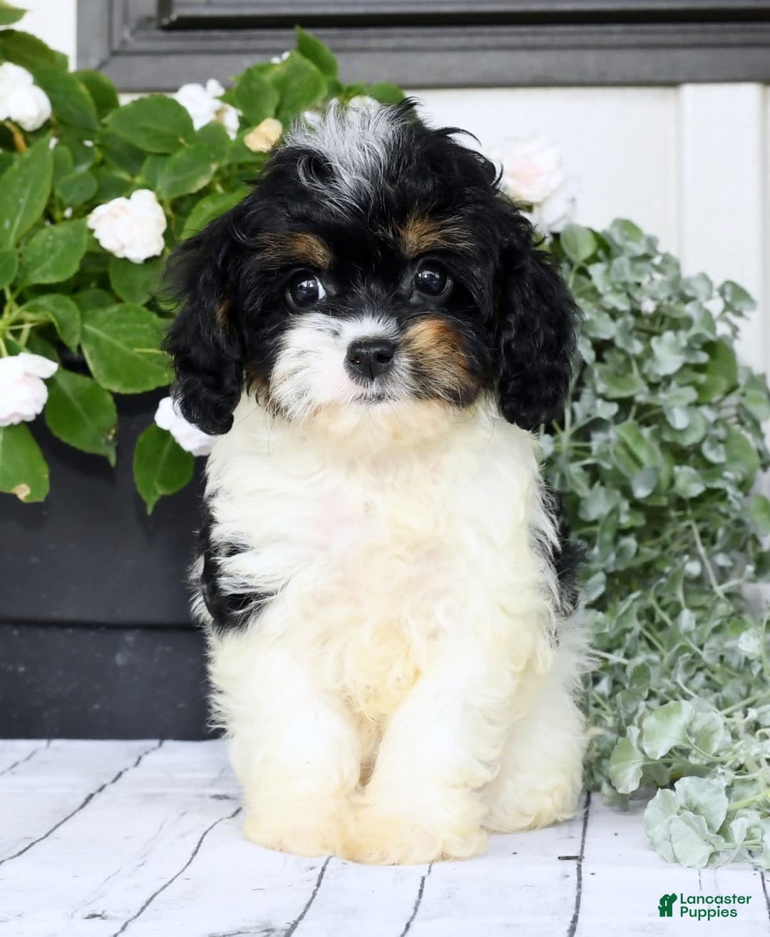 Cavapoo dogs for sale: Brittany - Image 6