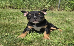 Olde English Bulldogge dogs for sale: George - Image 12