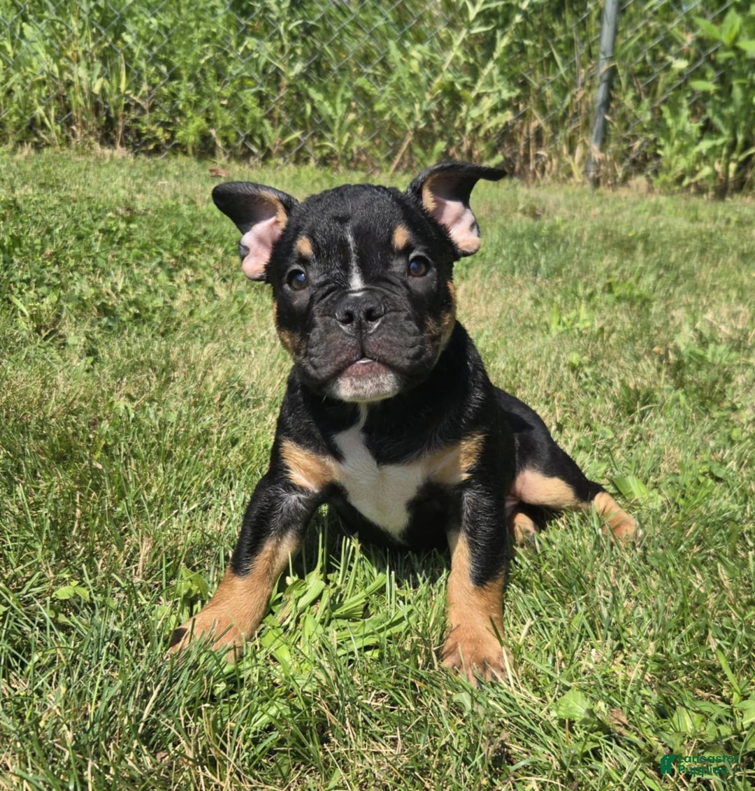 Olde English Bulldogge dogs for sale: George - Image 12