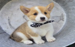Welsh Corgi Pembroke dogs for sale: Tyler - Image 5