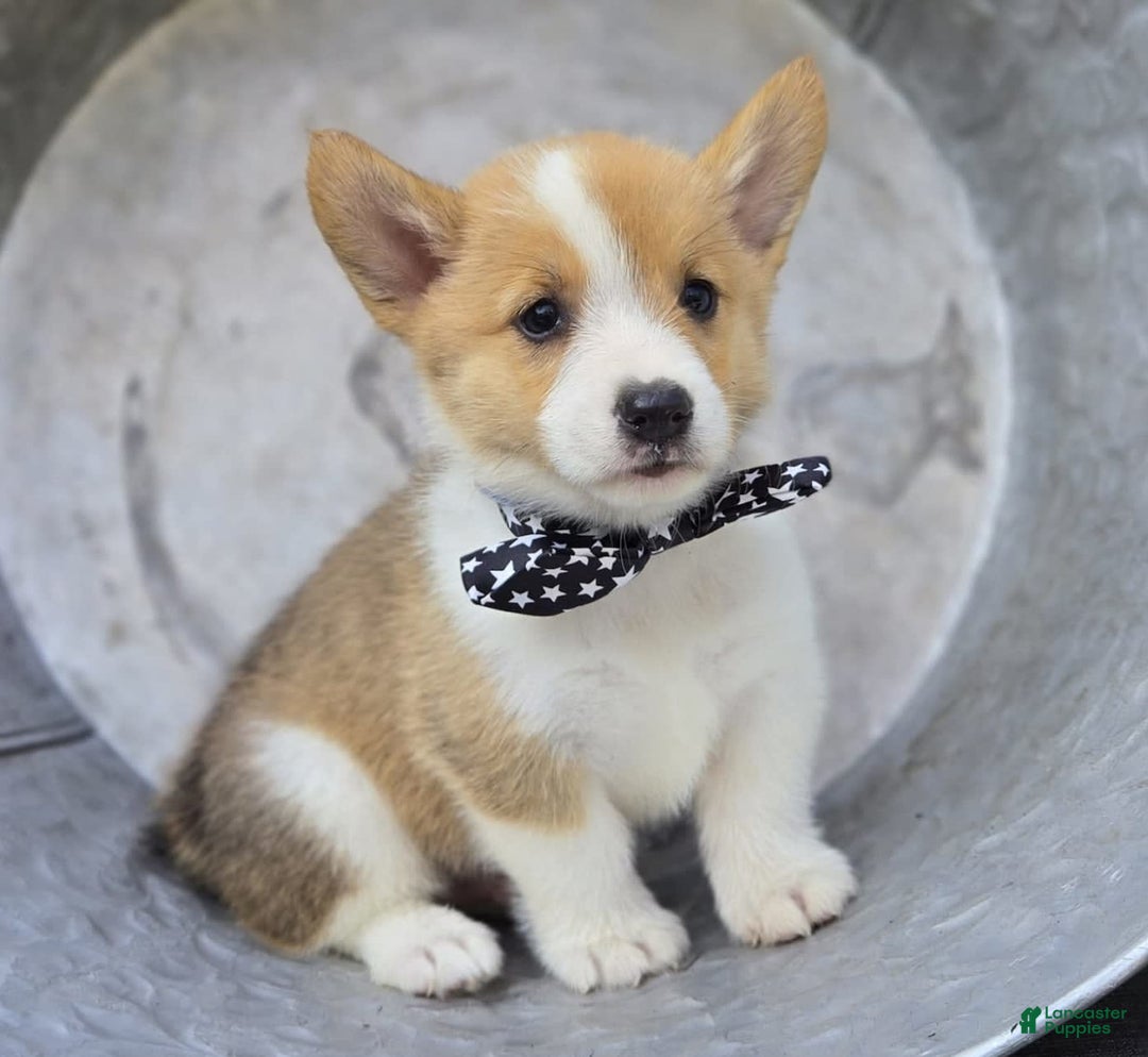 Welsh Corgi Pembroke dogs for sale: Tyler - Image 5