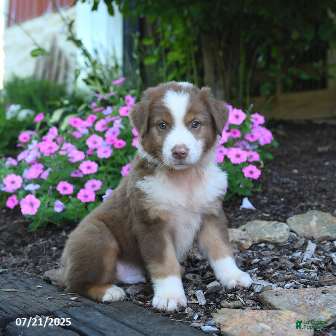 Australian Shepherd dogs for sale: Bandit - Image 3