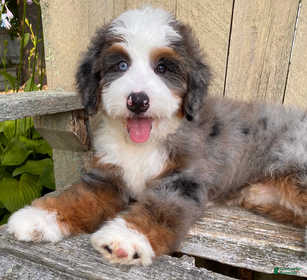 Mini Bernedoodle dogs for sale: 💙 In Boston Massachusetts 💙 One Blue Eye 💙 Mini Bernedoodle 💙 - Image 10