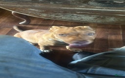 American Pit Bull Terrier dogs for sale: Ginger - Image 3