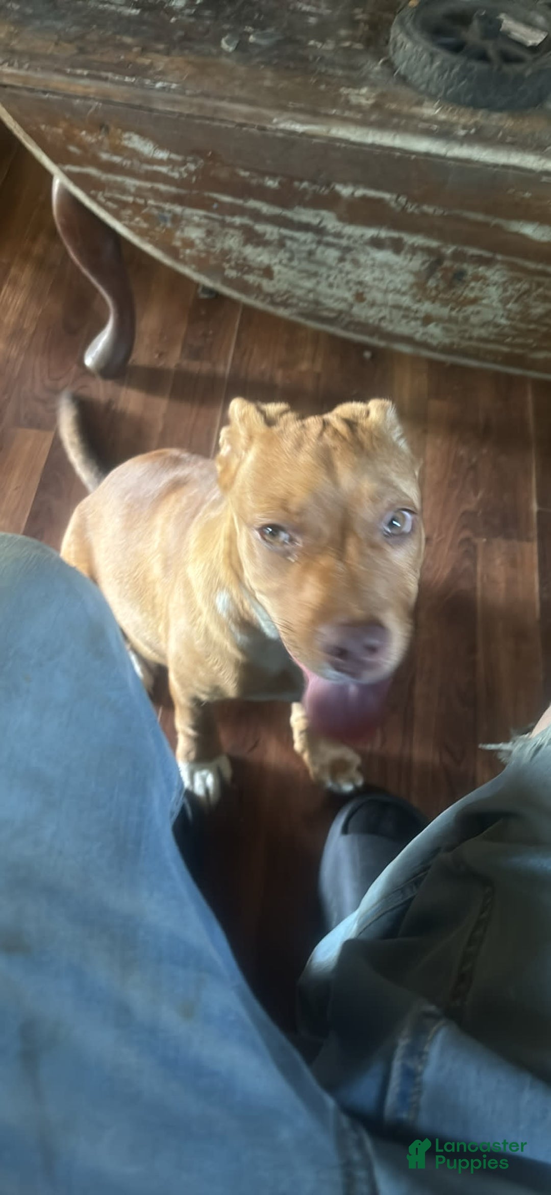 American Pit Bull Terrier dogs for sale: Ginger - Image 3