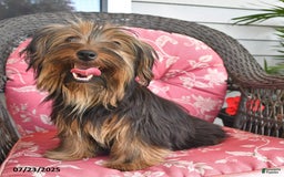 Yorkshire Terrier dogs for sale: River - Image 4