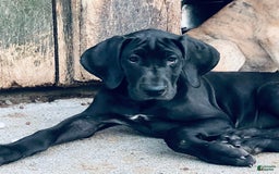 Great Dane dogs for sale: Darla - Image 8