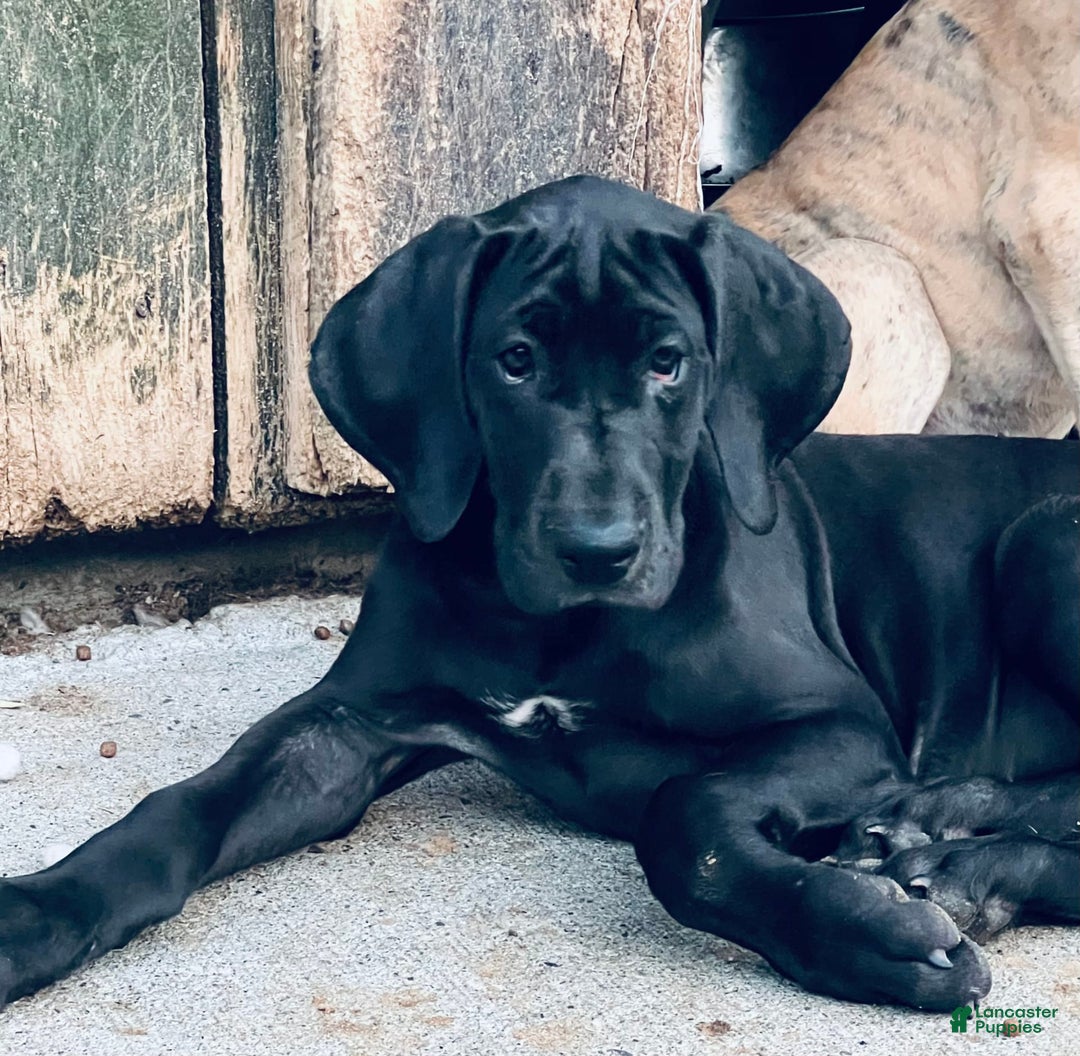 Great Dane dogs for sale: Darla - Image 8