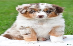 Australian Shepherd dogs for sale: Leo - Image 1