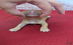 Cockapoo dogs for sale: Stoick - Image 10