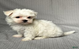 Maltese dogs for sale: Max - Image 2