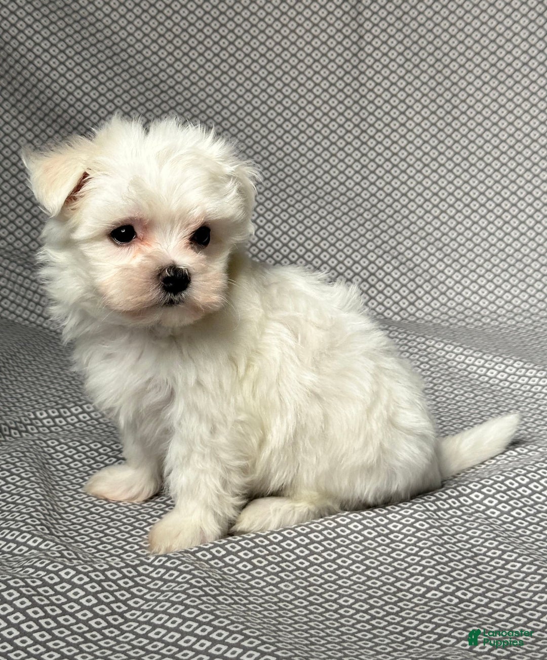 Maltese dogs for sale: Max - Image 2