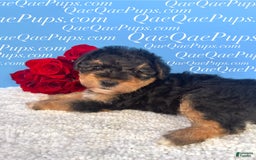 Standard Poodle dogs for sale: Yorkie-poo Pups - Image 4